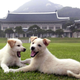 Very good dogs.